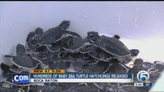 Hundreds of baby sea turtle hatchlings released [upl. by Annasor]