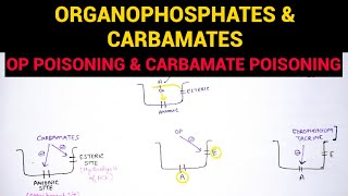 Autonomic Pharmacology  7  Organophosphates amp Carbamate Poisoning  EOMS [upl. by Mehitable]