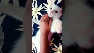 kitten enjoying its massage ☺️😄kitten and cat lovers [upl. by Anawaj]