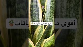 اقوى سماد منزلي طبيعي للنباتات🪴نباتات نباتاتالزينة سمادمنزلي نباتاتمنزلية shorts explore [upl. by Eneri642]