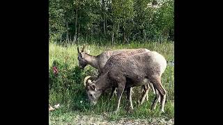 Discovered Cute Bighorn Herd Grazing in Canada [upl. by Norval]