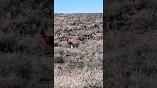 4570 Lever Action hitting steel at 100 yards Rocking the Target [upl. by Iruahs296]