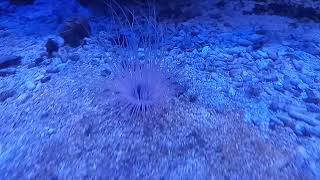 Tube Anemone ID [upl. by Rehpotisrhc565]