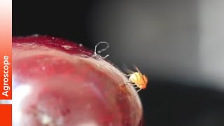 Ponte de la Drosophile du cerisier Drosophila suzukii [upl. by Dwayne829]