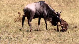 Geboorte gnoe Ngorongoro crater Tanzania [upl. by Ahsimal477]