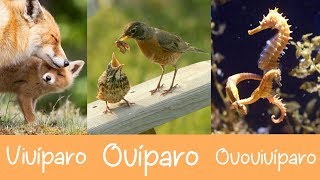 ¿Qué son los Animales Ovíparos Vivíparos y Ovovivíparos Preguntas y Respuestas [upl. by Philipp656]