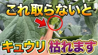 【超大事】キュウリ栽培の基本の剪定作業について解説します。なぜするのか知っていればキュウリ大量に収穫できます！ [upl. by Castra]