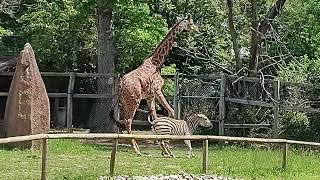 Zebra at Potawatomi Zoo relentlessly attacking giraffe [upl. by Jamilla319]