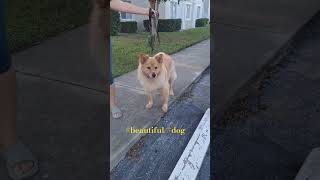 A beautiful shaggy German shepherd dog please subscribe [upl. by Nellahs]