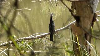 Birds and creatures of Berrinba Wetland Reserve [upl. by Ebby]