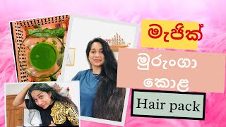 Magical moringa hair maskමුරුංගා මැජික් හෙයා පැක්moringa hair pack for hair growth [upl. by Ahsiea]