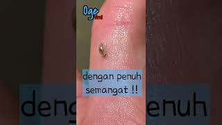 Chiltoni Hewan Kecil Yang Bisa Memakanmu  isopods short excirolanachiltoni [upl. by Valentin]