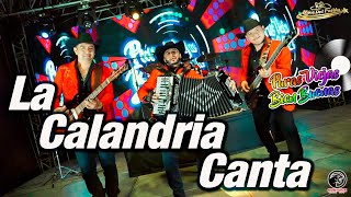 Los Hijos Del Pueblo  La Calandria Canta video oficial [upl. by Llennej]