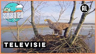 Beleef de Lente 1  TV  Vroege Vogels [upl. by Tsenrae706]