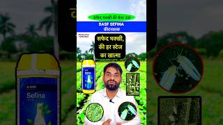 सफेद मक्खी के लिए  BASF Sefina  Whitefly best insecticide  insecticide whiteflies shorts [upl. by Margarida]