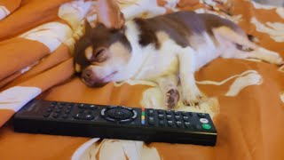 Chihuahua’s Siesta TV and Tails chihuahua dog [upl. by Nanoc]