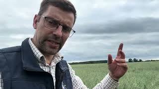 Revesby Estate Arable Update July 2024 [upl. by Inaliak]