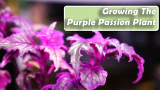 Purple Passion Plant Care  Gynura aurantiaca How to Grow Houseplants [upl. by Shinberg]