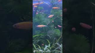 2024shorts fish aquaticplants cartimar aquariumfish [upl. by Yeldnarb]