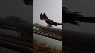 pigeon kabutr birds cneᴅɪᴛᴢ kabuthar kubutar love reaction reactionvideo youtubeshorts [upl. by Mark]