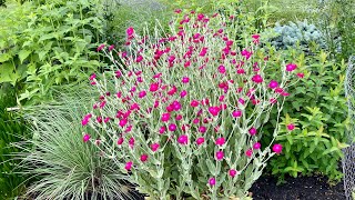 How to Collect Rose Campion Seeds  Harvesting Lychnis Coronaria [upl. by Barnie]