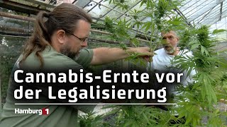 Erntefest im CannabisSocialClub Hamburg [upl. by Kuehn]