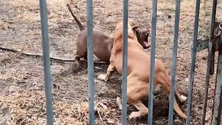 Briga entre Fila Brasileiro e Pitbull Pitmonster [upl. by Ztnarf]