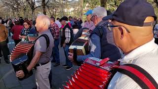 Concertinas Domingo  Arcos de Valdevez 17112024 [upl. by Annaj]