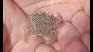 طريقة سهلة لجمع سلطعون البحر une méthode facile pour avoir les crabes de sable [upl. by Hoem420]