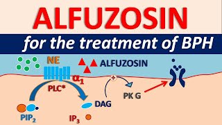 Alfuzosin HCl  Uses side effects amp precautions  For BPH [upl. by Kaliope]