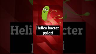 Helicobacter pylori bacteriologia viralH ology microbiology [upl. by Tybi427]