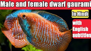 Dwarf gourami fish male and female difference  Male and female dwarf gourami in Hindi [upl. by Saul]