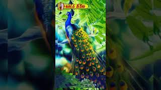 මෝර පිරිත  mora piritha  seth pirith  ජාතක කතා  jathaka katha  darmadesana [upl. by Nashom]