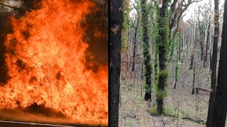 Australian Forests In Recovery As Devastating Wildfires End [upl. by Gaidano45]