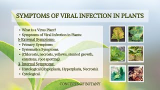 Symptoms of Virus Infection in Plants External amp Internal Symptoms Hindi Urdu Microbiology [upl. by Standing]