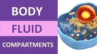 Body Fluid Compartments Intracellular Extracellular Interstitial Plasma Transcellular [upl. by Karisa]