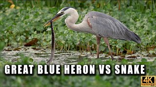 Great Blue Heron Swallows a Snake in Florida [upl. by Cralg]