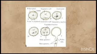 class 12th biology 1 reproduction in lower and higher plant notes👍😊 [upl. by Phillips]