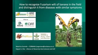 Recognizing the symptoms of Fusarium wilt of banana [upl. by Ethan54]