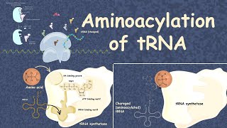 Aminoacylation of tRNA translation 101 [upl. by Darleen]