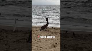 Pelícano puertovallarta pelicano playasmexicanas mexico beach usa aves playa mexicanbeach [upl. by Oriole]