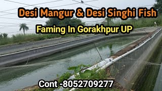 Desi Mangur And Desi Singhi Fish Farming In Cement Tank [upl. by Aubree]