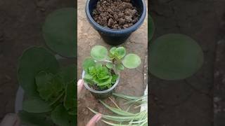 Kalanchoe Plant ki Repotting garding youtubeshorts plant viral [upl. by Anear]