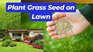 How to Plant Grass seed on Lawn in Denmark  Grass Seed on Lawn [upl. by Ardnac]