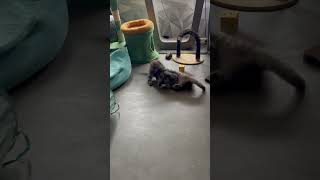 Maine coon kitties Yoda and Cashmere boxing😂kitten mainecoon cutecat cute boxing yoda [upl. by Laddie]