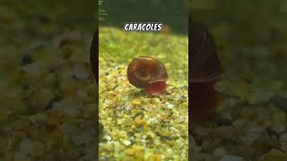 Caracol Planorbis 🐌 pezbettas aquarium pezbetta fishtank acuario pez guppyaquarium snail [upl. by Kooima]