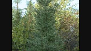 Bien vivre la forêt Chapitre 6 Lévolution dune foret [upl. by Asilef]