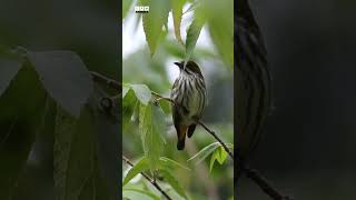 I do love flowers and the small fruits  Yellowvented Flowerpecker  Cam Nature [upl. by Alrep669]