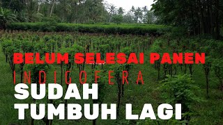 Panen Tiap 60 Hari  Tunas Indigofera Cepat Tumbuh [upl. by Ellard]