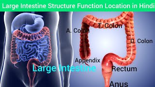 Large Intestine Structure Function Location Hindi  Large Intestine in Hindi  Function of Intestine [upl. by Januisz219]